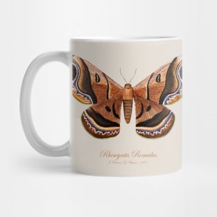 Moth - Giant Silk Moth, Rhescyntis Romulus, Rhescyntis Romulus Maassen, Caio Romulus Mug